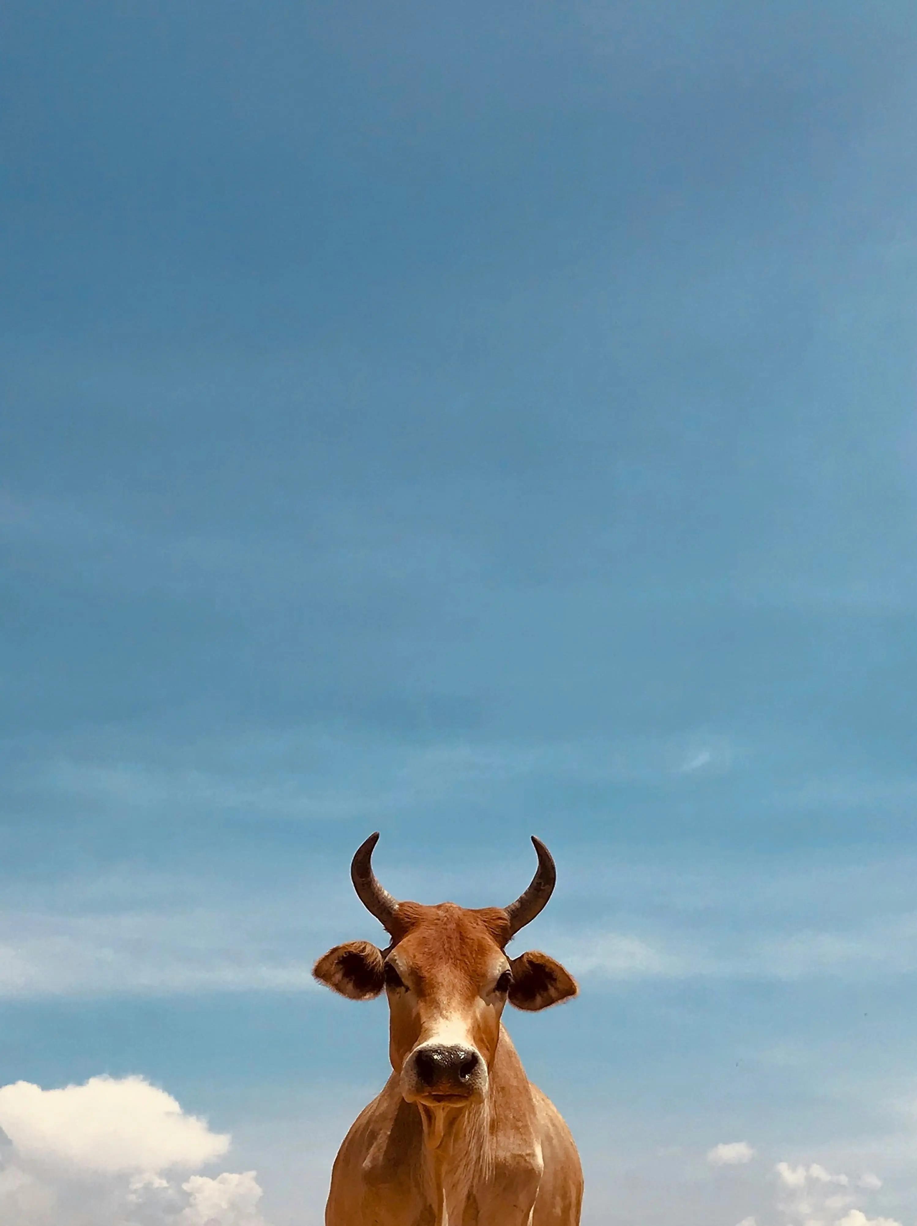 Viande Gamme Prestige